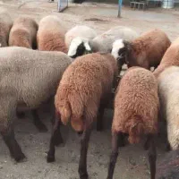 گوسفند زنده