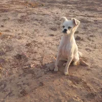 واگذاری سگ|سگ|کرمان, |دیوار