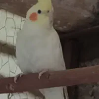 عروس هلندی گمشده