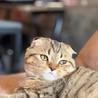 گربه اسکاتیش دبل فولد