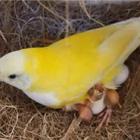 فنچ گلدین|پرنده|کرج, ساماندهی|دیوار