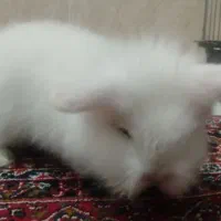 خرگوش لوپ|موش و خرگوش|مریوان, |دیوار