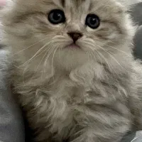 گربه اسکاتیش چینچیلا