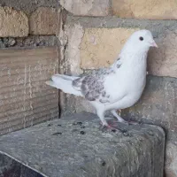 کفتر پرشی