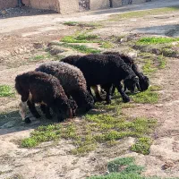 سرهم دونه ۸تومن
