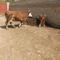 گاو سمینتال اصل با گوساله نر