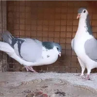 نر سبز اصفهانی