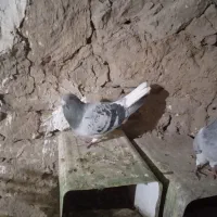 نر و ماده بدرنگ دم سفید کلایی|پرنده|ماهان, |دیوار