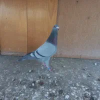 کبوتر سبز نر جوجه بوم ذات دار