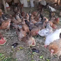 25 عدد مرغ بومی یکساله