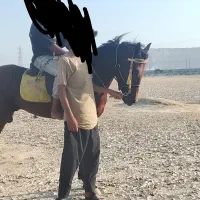 اسب