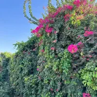 اجاره آنلاین ویلا بصورت ساعتی