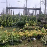 طراحی و محوطه سازی|خدمات باغبانی و درختکاری|رشت, لاکان|دیوار