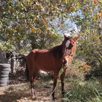 اسب مادیان آبستن