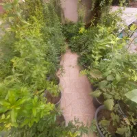نهال انار و یاس امین الدوله