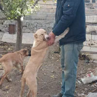 توله سرابی شجره دار|سگ|رباطکریم, رباطکریم|دیوار