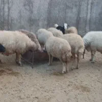 ایلام شهرستان سیروان بخش کارزان