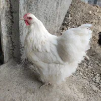 مرغ خروس اورپینگتون