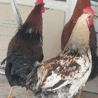 خروس خانگی ، محلی|حیوانات مزرعه|اصفهان, بوستان زاینده رود|دیوار