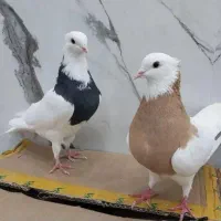 کبوتر طوقی معاوضه با کبوتر زاغ سیاه دم سفید