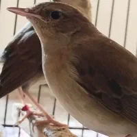 سهره جوجه قفس بخون مست مست