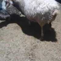 بزجوان شکم دوم دوقلوزا و۴راس میش وشیشک رومایه|حیوانات مزرعه|مرودشت, ده بید|دیوار