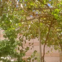 مغازه خیابان مخابرات قدیم  بعداز احمد احراری