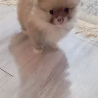 پامرخرسی|سگ|ساوه, |دیوار