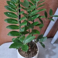 گل های آپارتمانی|گل و گیاه طبیعی|آبدانان, |دیوار