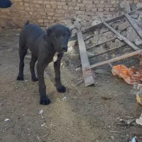 سگ گله|سگ|تربتحیدریه, پائین ولایت|دیوار