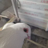 کفتر|پرنده|تبریز, |دیوار