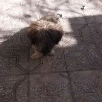 چندعددسگ پاکوتاه اشپیز