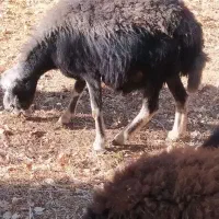 یک عدد گوسفند|حیوانات مزرعه|شاهین دژ, |دیوار