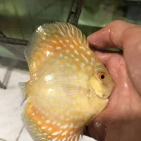 دیسکس|ماهی|اصفهان, میرعماد|دیوار