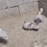 کبوتر|خزنده|برازجان, |دیوار