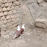 کفتر کلاغ کربلایی|پرنده|گلمکان, |دیوار