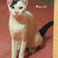 گربه های ملوس برای واگذاری باهزینه عقیمسازی وغذا|گربه|بندرعباس, |دیوار