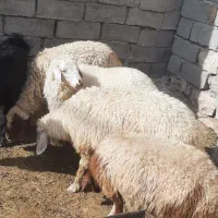 بره ماده