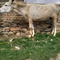 خر پنج سال جوان