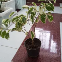 گل بنجامین در انواع سایز|گل و گیاه طبیعی|ارومیه, |دیوار