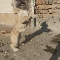 سگ پاکوتاه نژاد دار