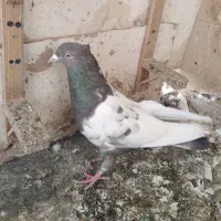 گندم کفتر|لوازم جانبی حیوانات|مشهد, امیریه|دیوار