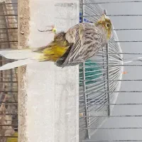 قناری نروماده|پرنده|مرودشت, مختارآباد|دیوار