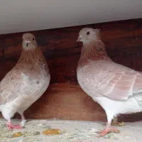 دمسفید|پرنده|شاهرود, |دیوار