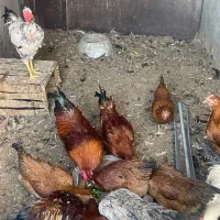 خروس بومی