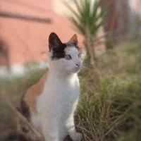 گربه کالیکو