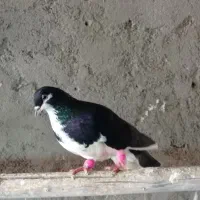 کبوتر قره پشت سینه ساده چپ شامی