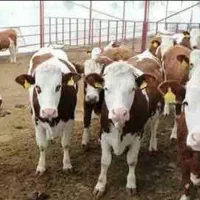 گوساله شرابی پایه پروار میخای تماس بگیرید