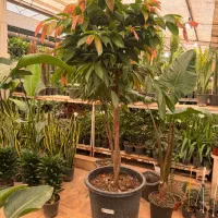 گیاه اپارتمانی درختچه امستل کینگ