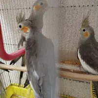 عروس هلندی|پرنده|رشت, پاره بیجار|دیوار